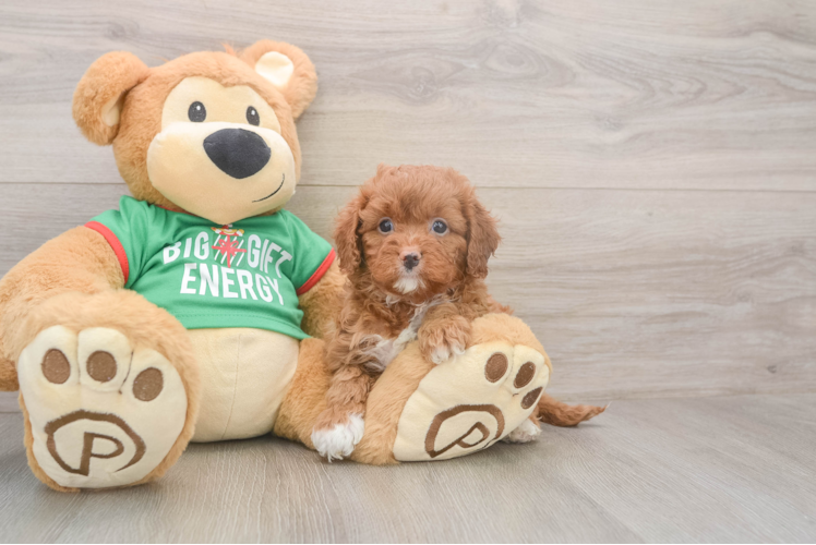 Fluffy Cavapoo Poodle Mix Pup