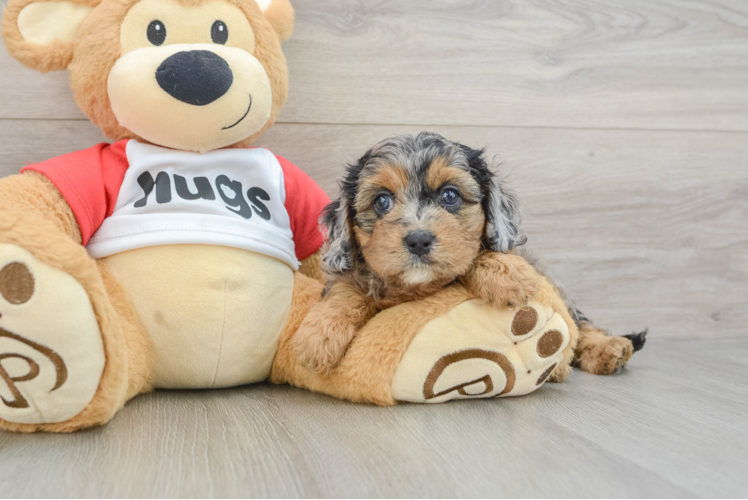Cavapoo Puppy for Adoption