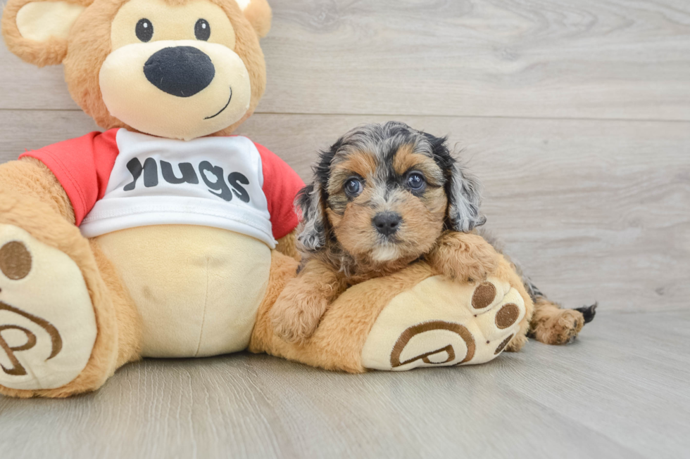 Cavapoo Puppy for Adoption