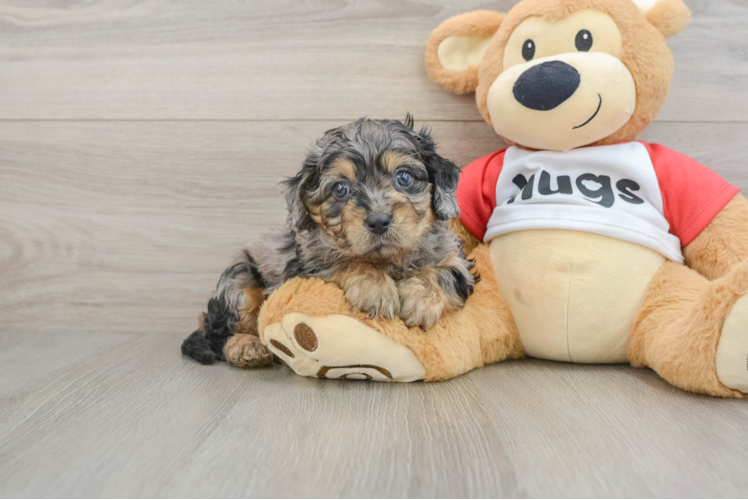 Cavapoo Puppy for Adoption