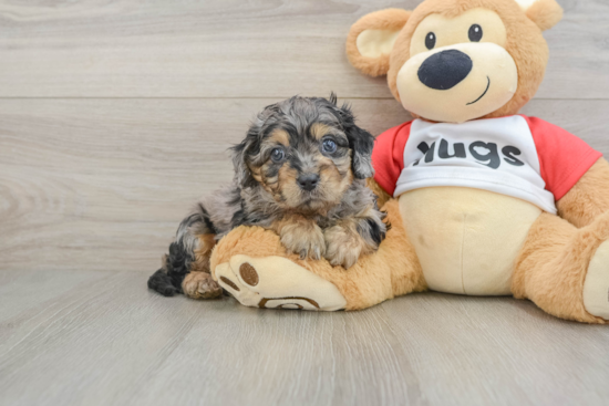 Cavapoo Puppy for Adoption