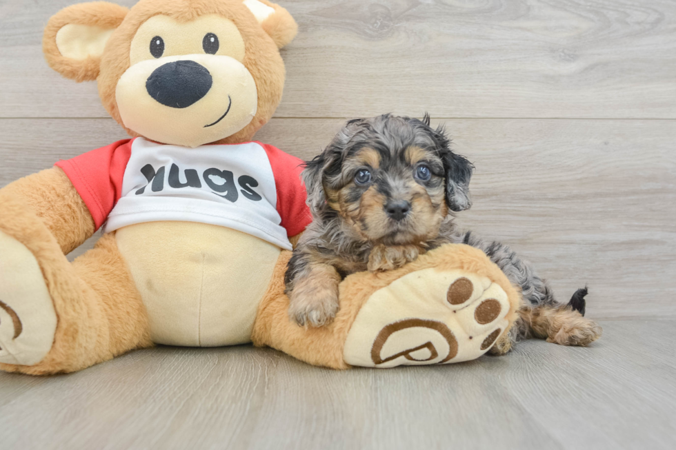 Cavapoo Puppy for Adoption