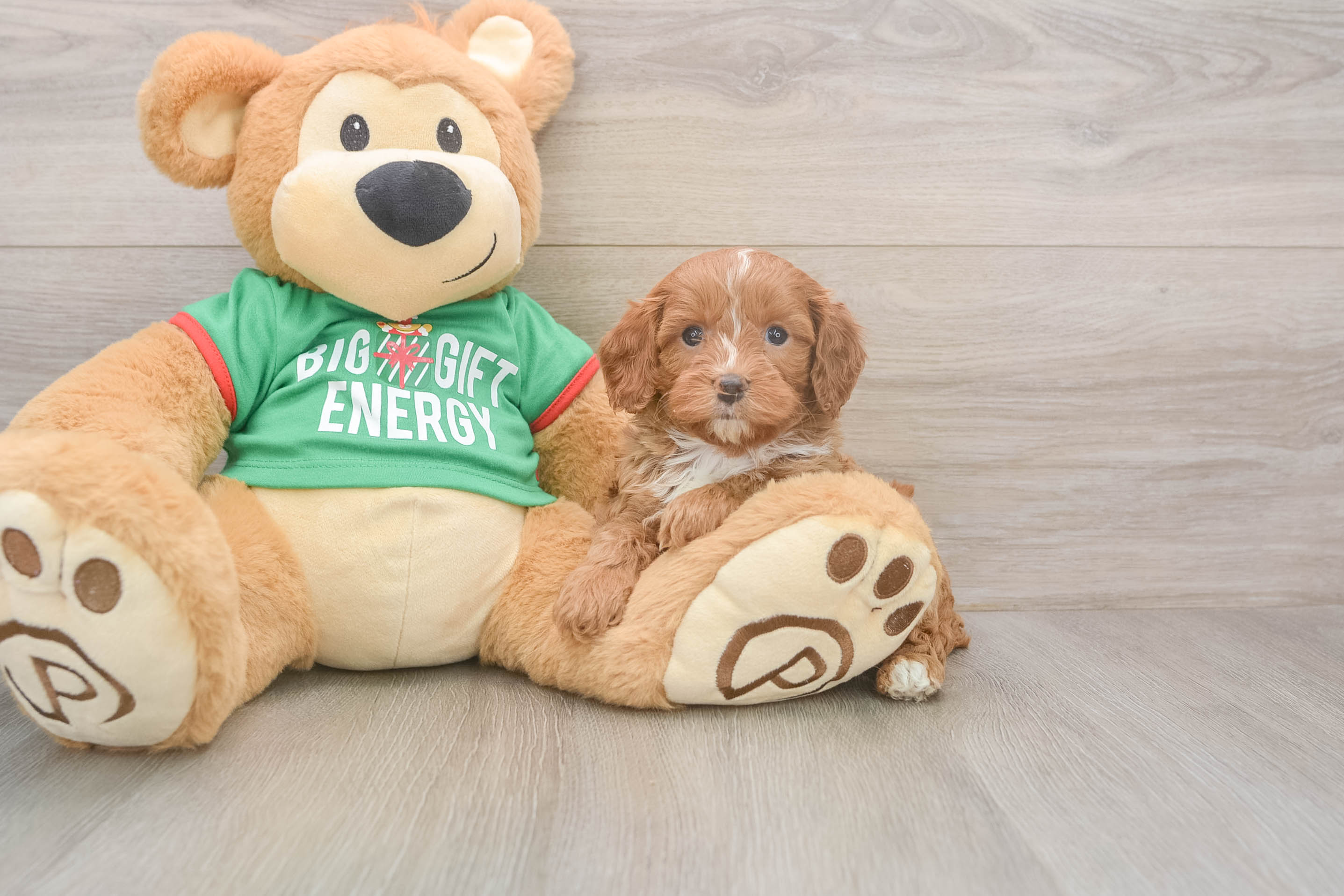 Cavapoo Pup Being Cute