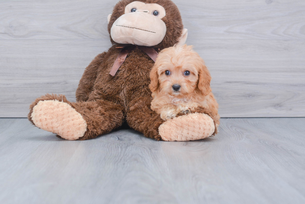 Best Cavapoo Baby