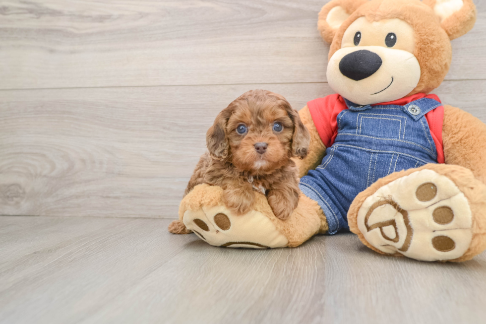 Fluffy Cavapoo Poodle Mix Pup