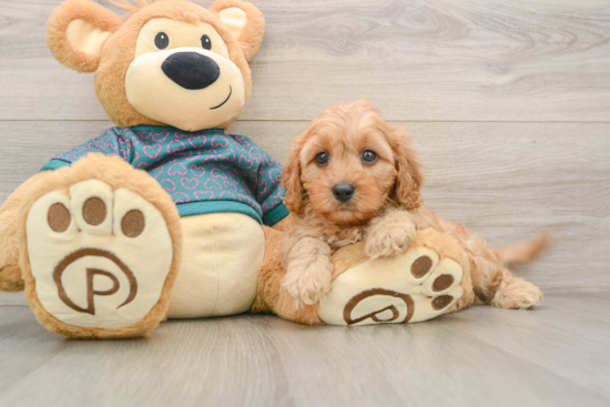 Cavapoo Pup Being Cute