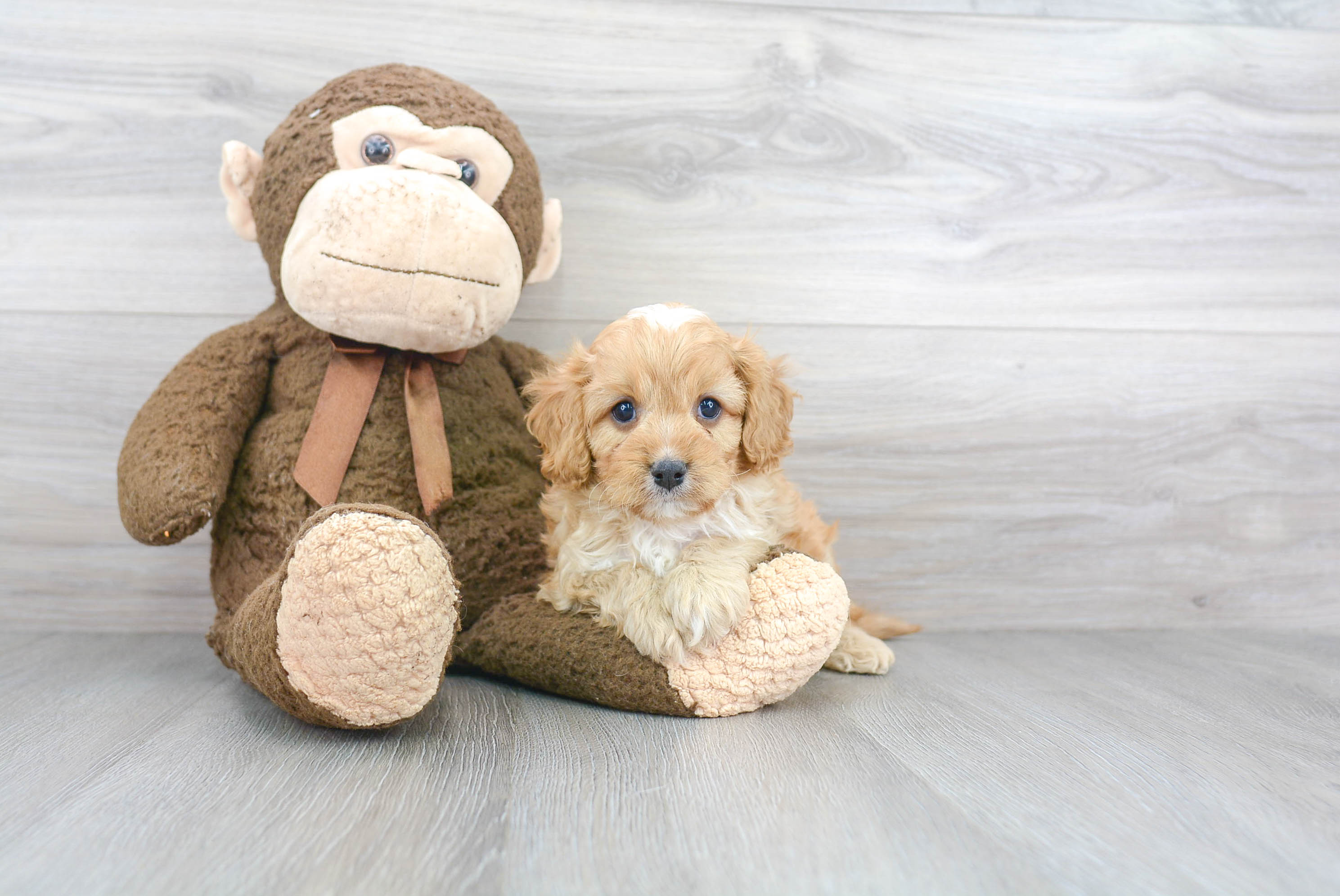 Funny Cavapoo Poodle Mix Pup