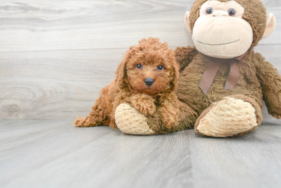 Cavapoo Puppy for Adoption