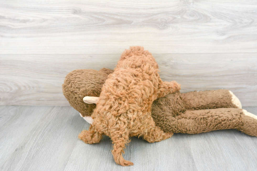 Cavapoo Puppy for Adoption