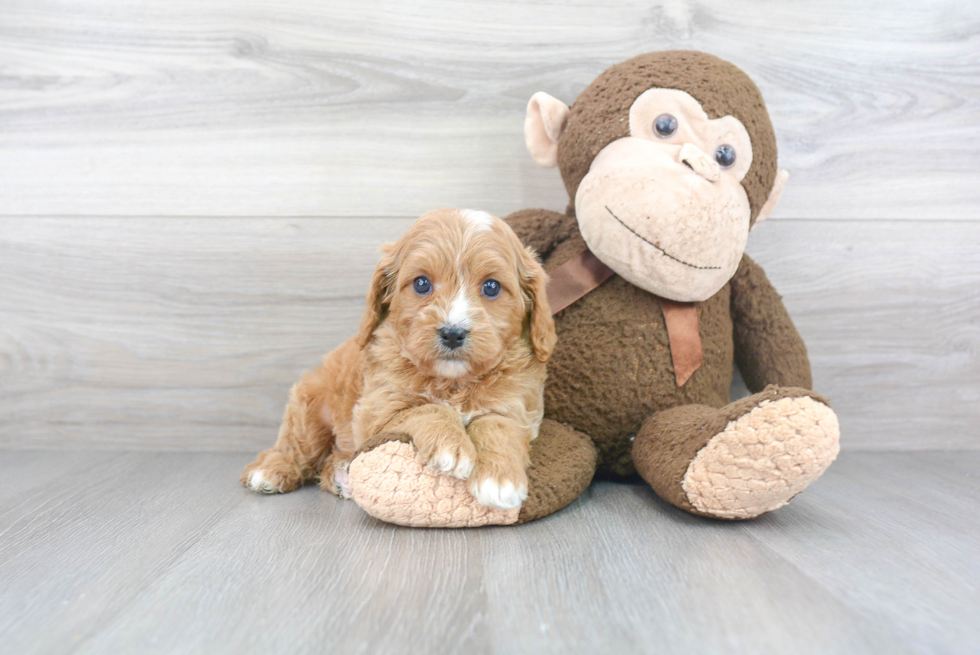 Friendly Cavapoo Baby