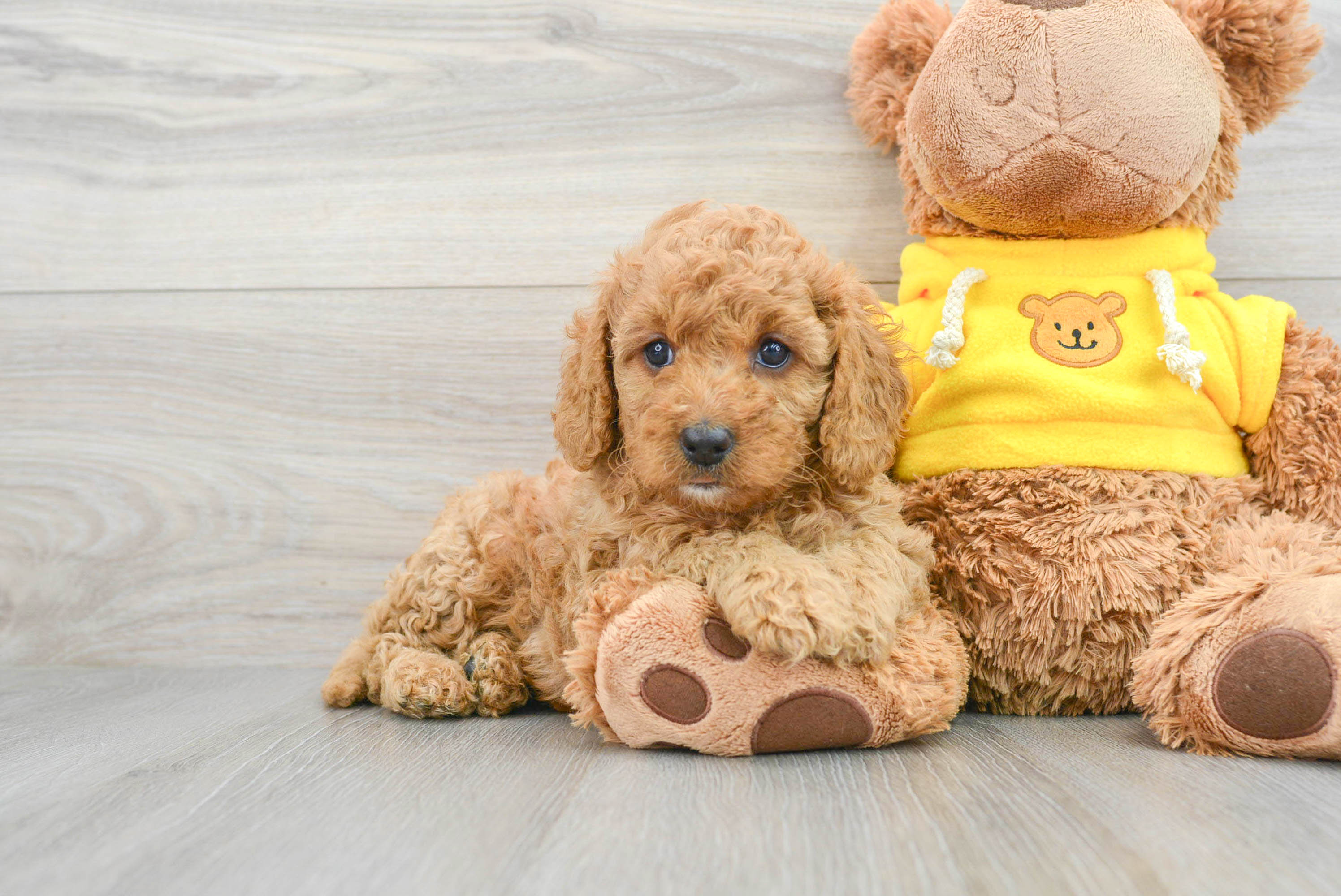 Little Cavoodle Poodle Mix Puppy