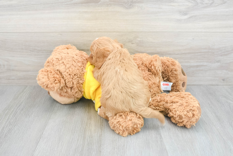 Friendly Cavapoo Baby