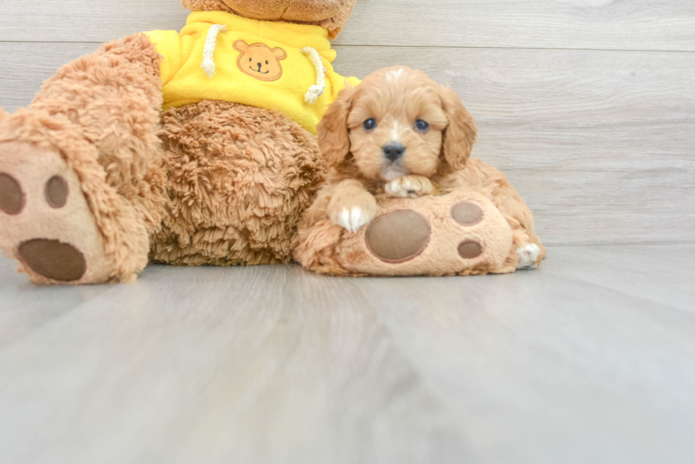 Energetic Cavoodle Poodle Mix Puppy