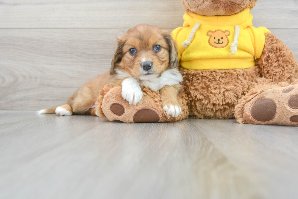Cavapoo Puppy for Adoption