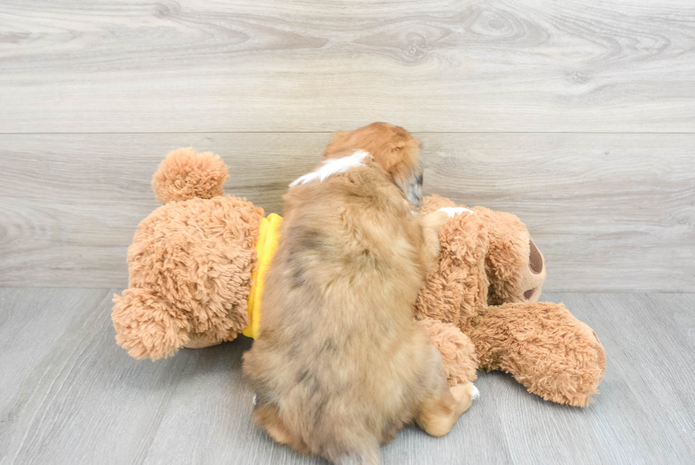 Hypoallergenic Cavoodle Poodle Mix Puppy