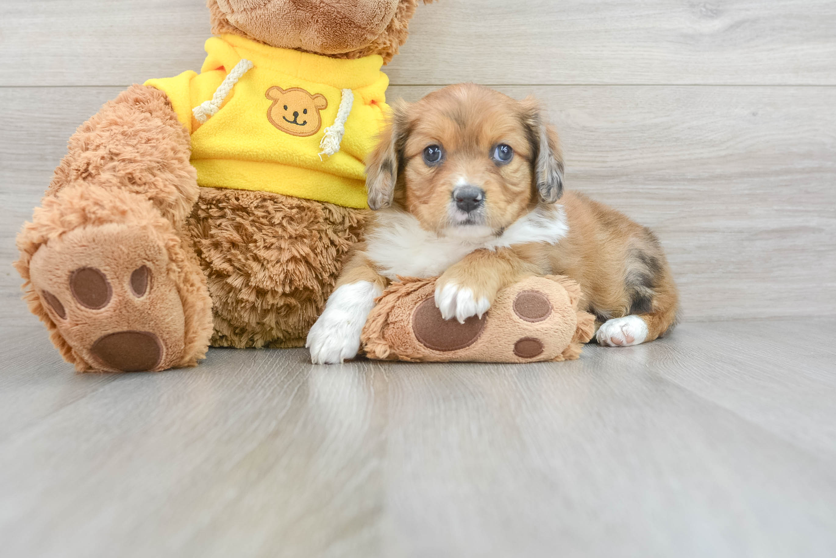 Best Cavapoo Baby
