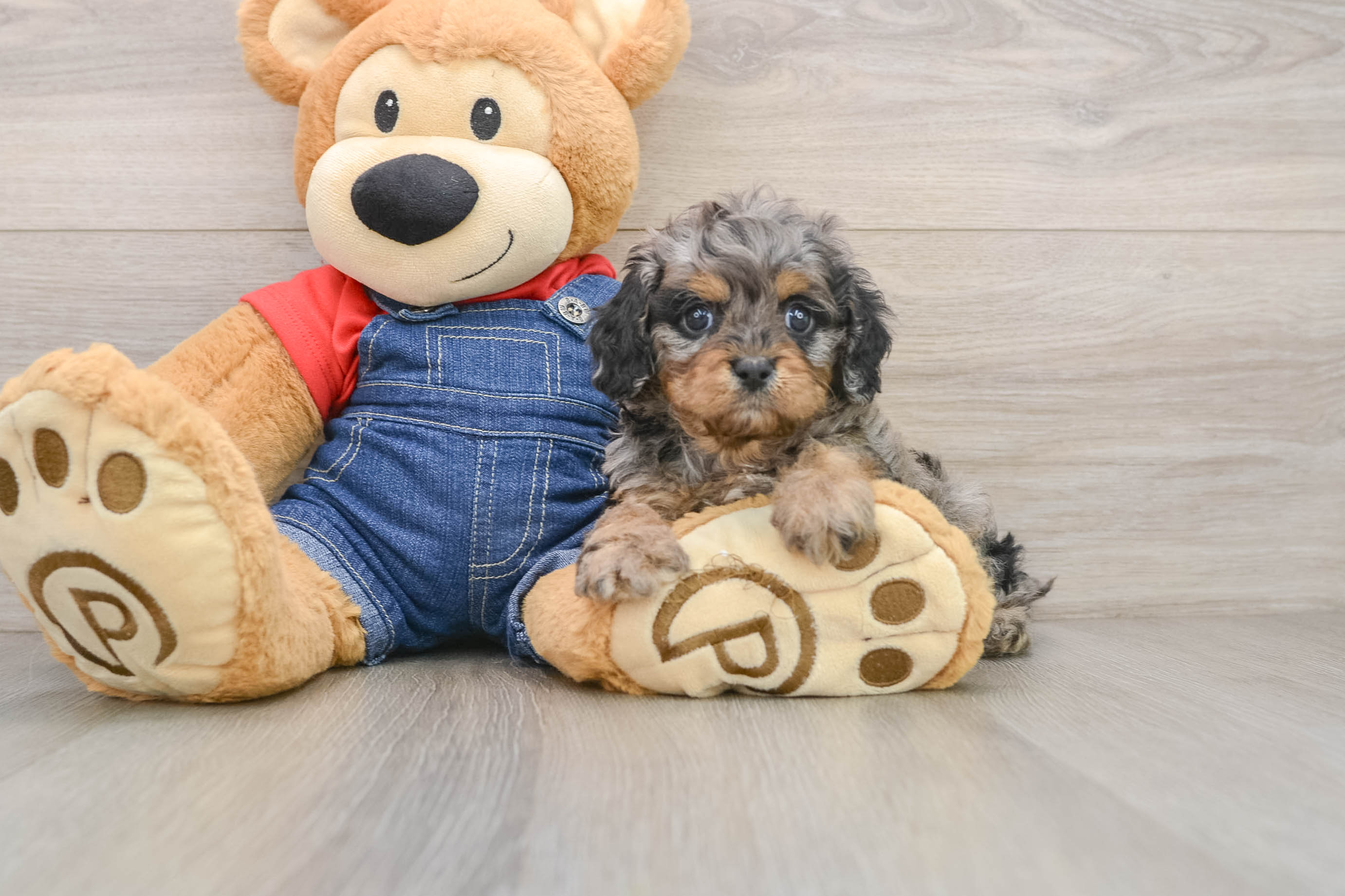 Cavapoo Puppy for Adoption