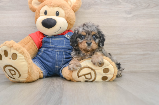 YAHTZEE, a Cavapoo littermate