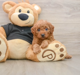 6 week old Cavapoo Puppy For Sale - Premier Pups