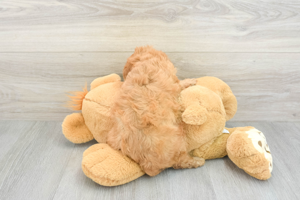 Cavapoo Pup Being Cute