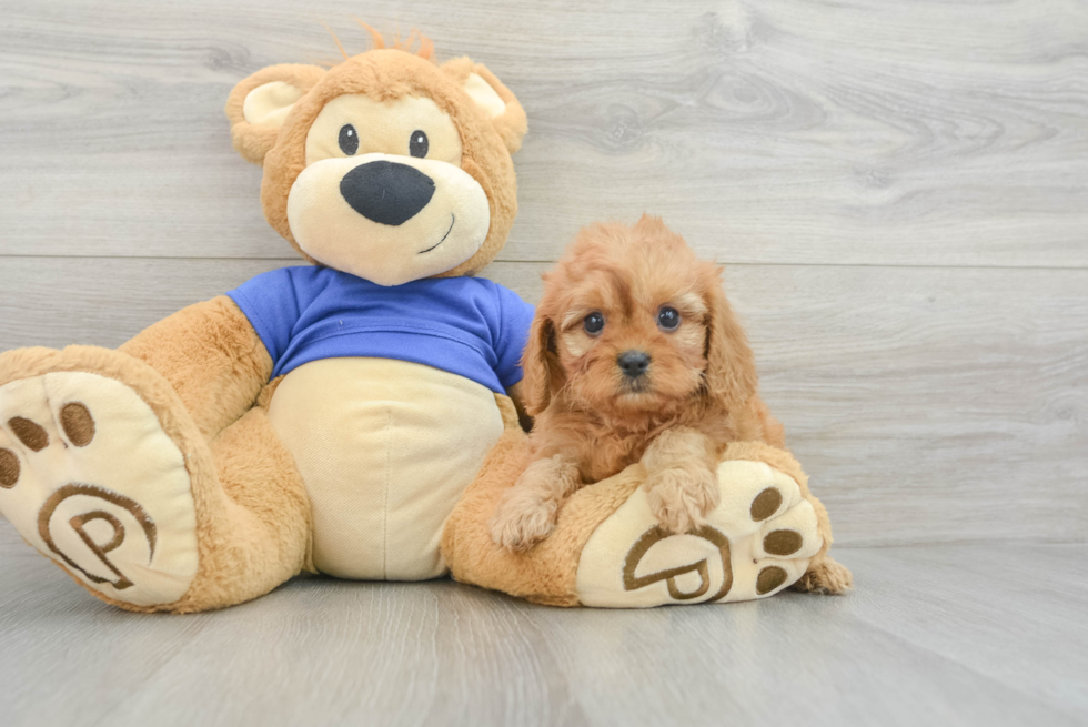 Cavapoo Pup Being Cute