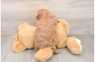Playful Cavapoodle Poodle Mix Puppy