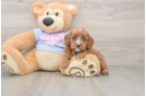 Sweet Cavapoo Baby