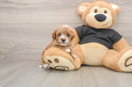 YARA, a Cavapoo littermate
