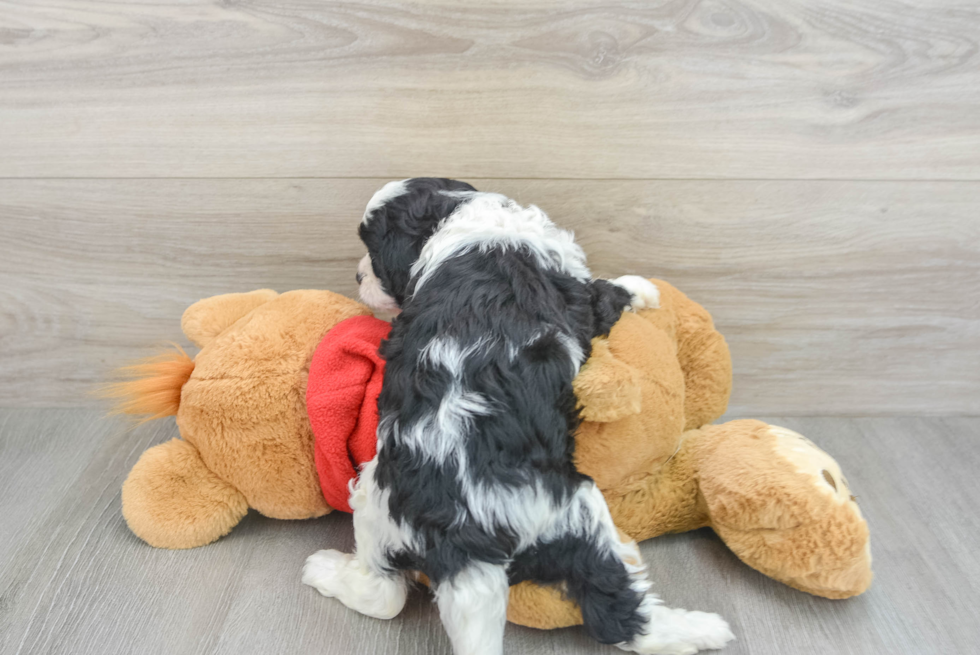 Smart Cavapoo Poodle Mix Pup