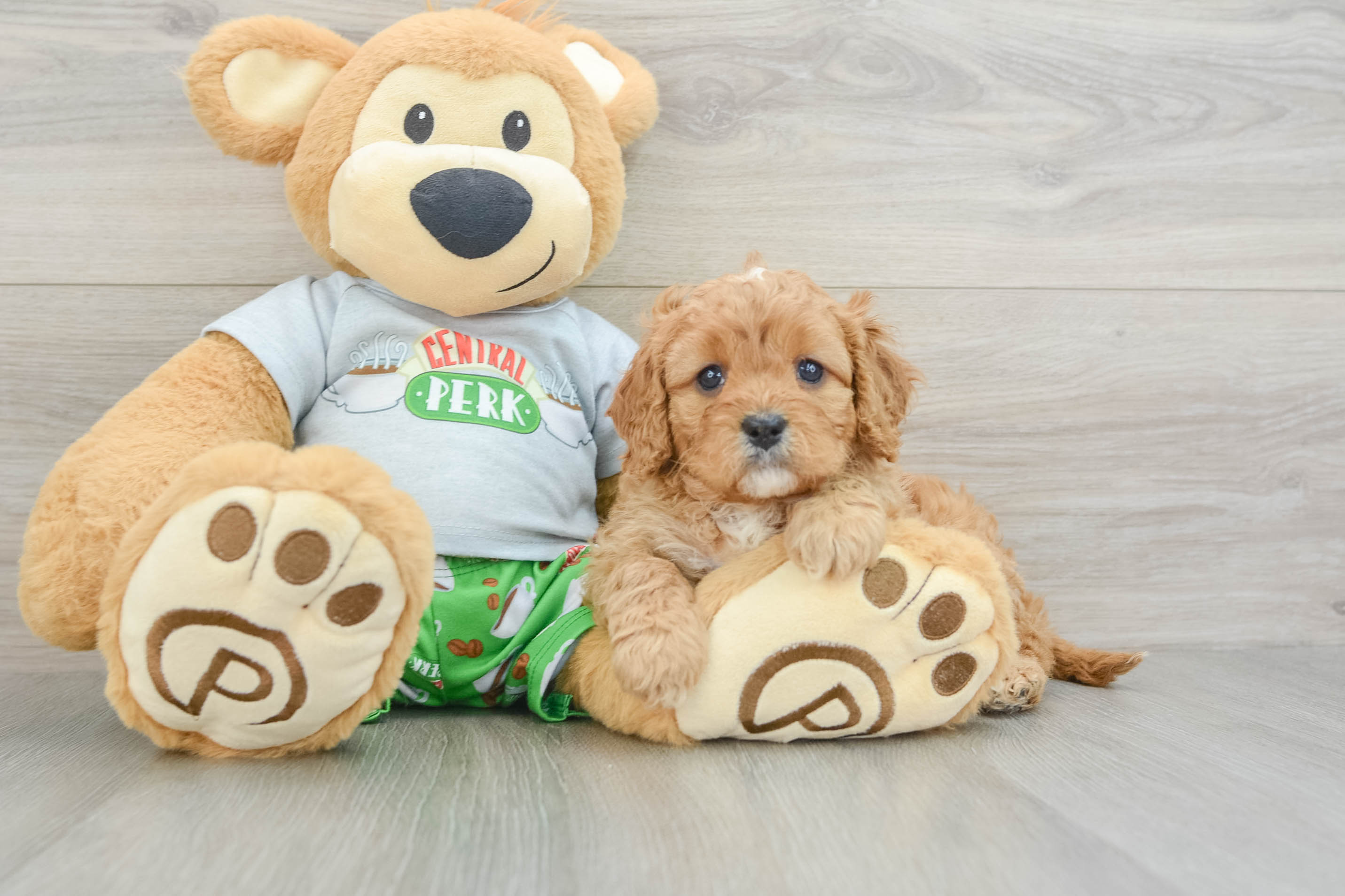 Small Cavapoo Baby