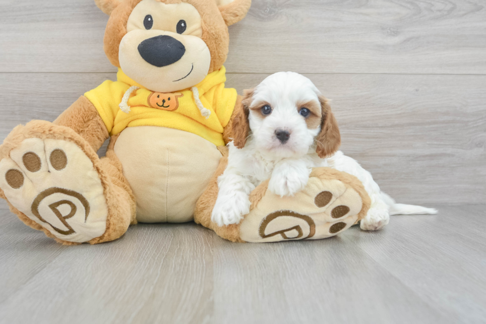 Sweet Cavapoo Baby
