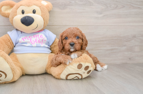 Happy Cavapoo Baby