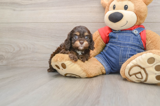 YEEZY, a Cavapoo littermate