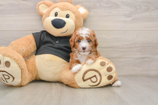 YEEZY, a Cavapoo littermate