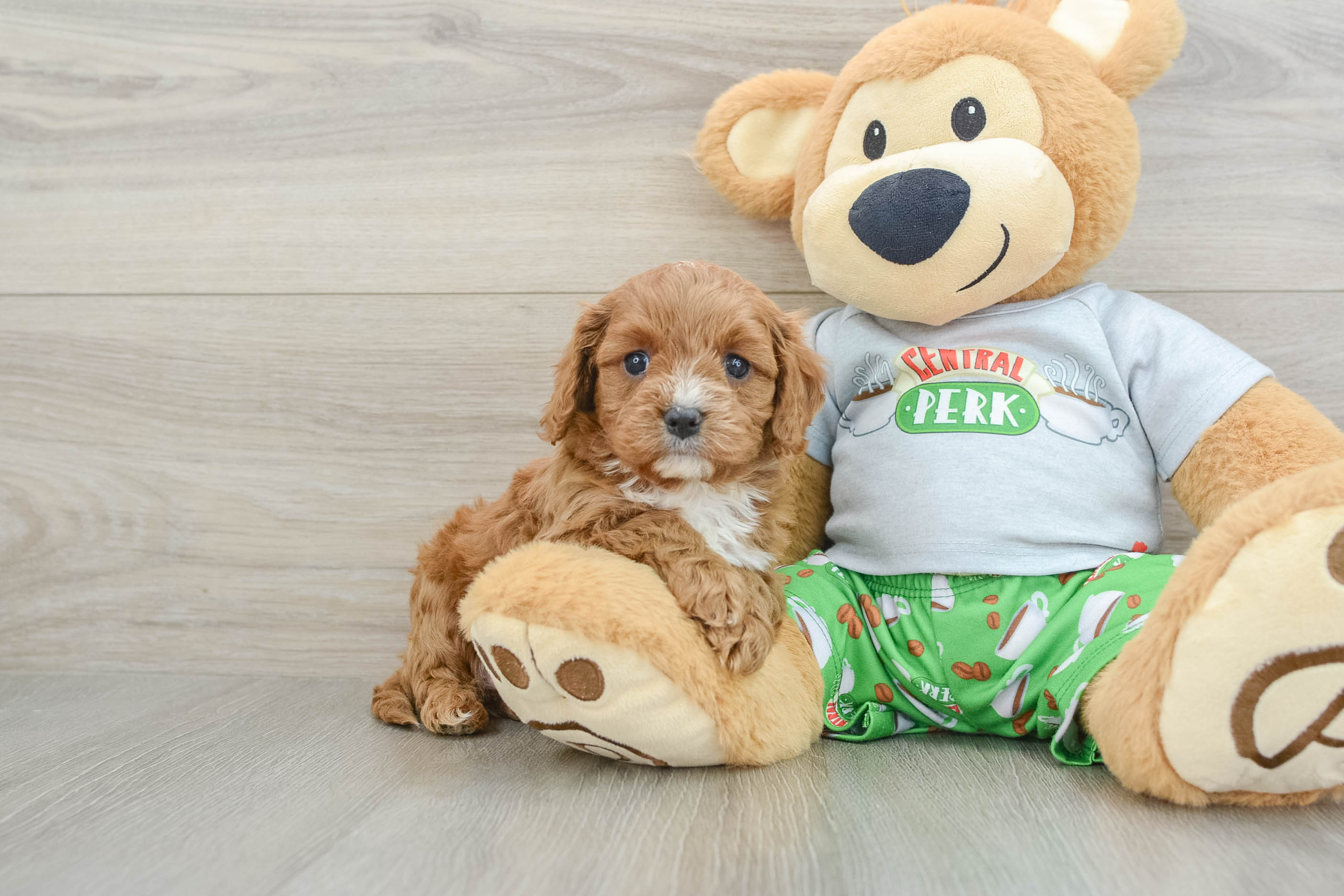 Best Cavapoo Baby