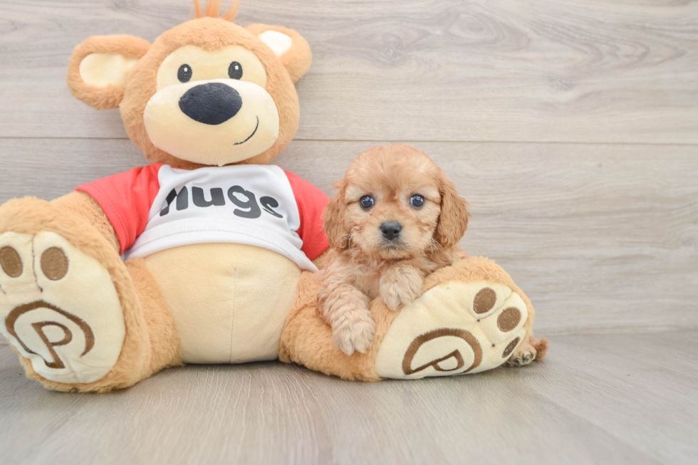 Adorable Cavalier King Charles Spaniel and Poodle Mix Poodle Mix Puppy