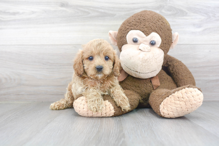 Small Cavapoo Baby