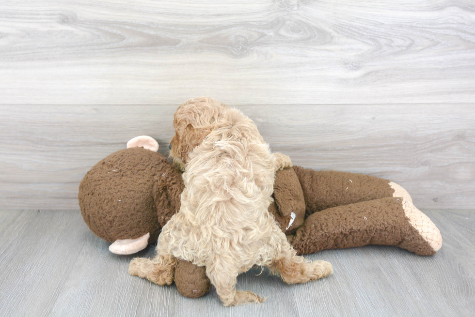 Petite Cavapoo Poodle Mix Pup