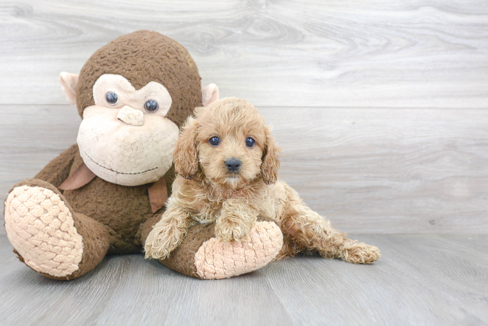 Cavapoo Pup Being Cute