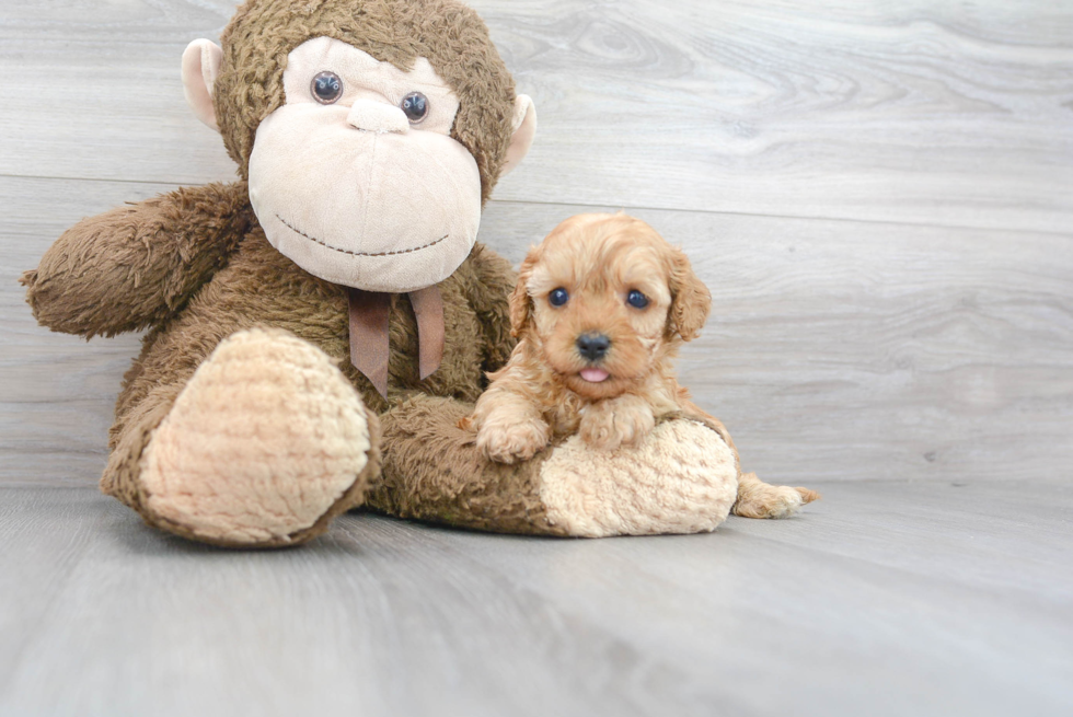 Best Cavapoo Baby