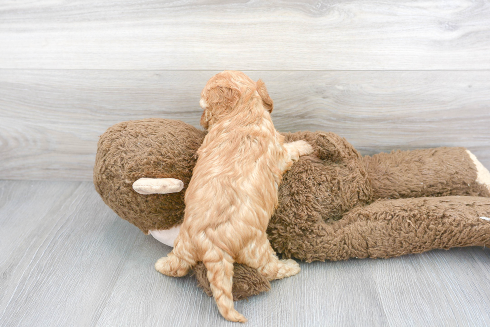 Best Cavapoo Baby