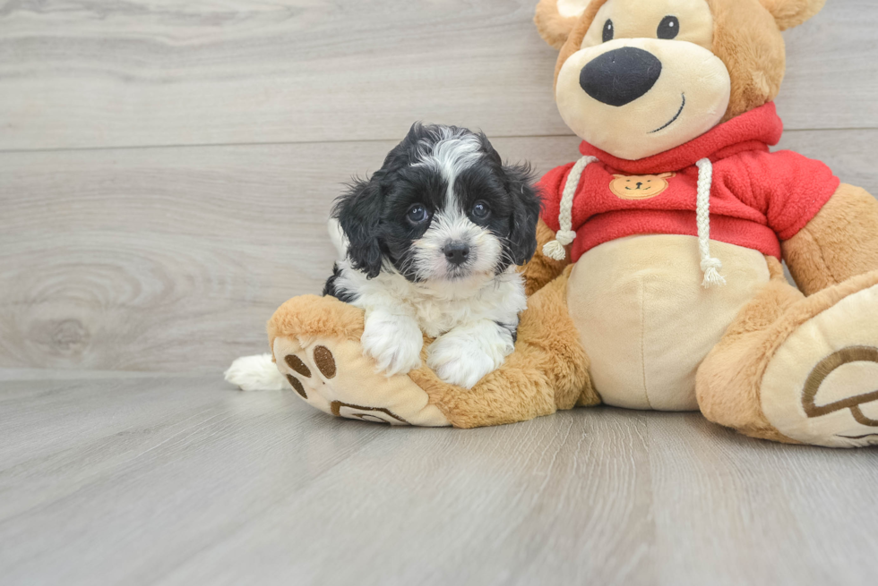 Hypoallergenic Cavoodle Poodle Mix Puppy