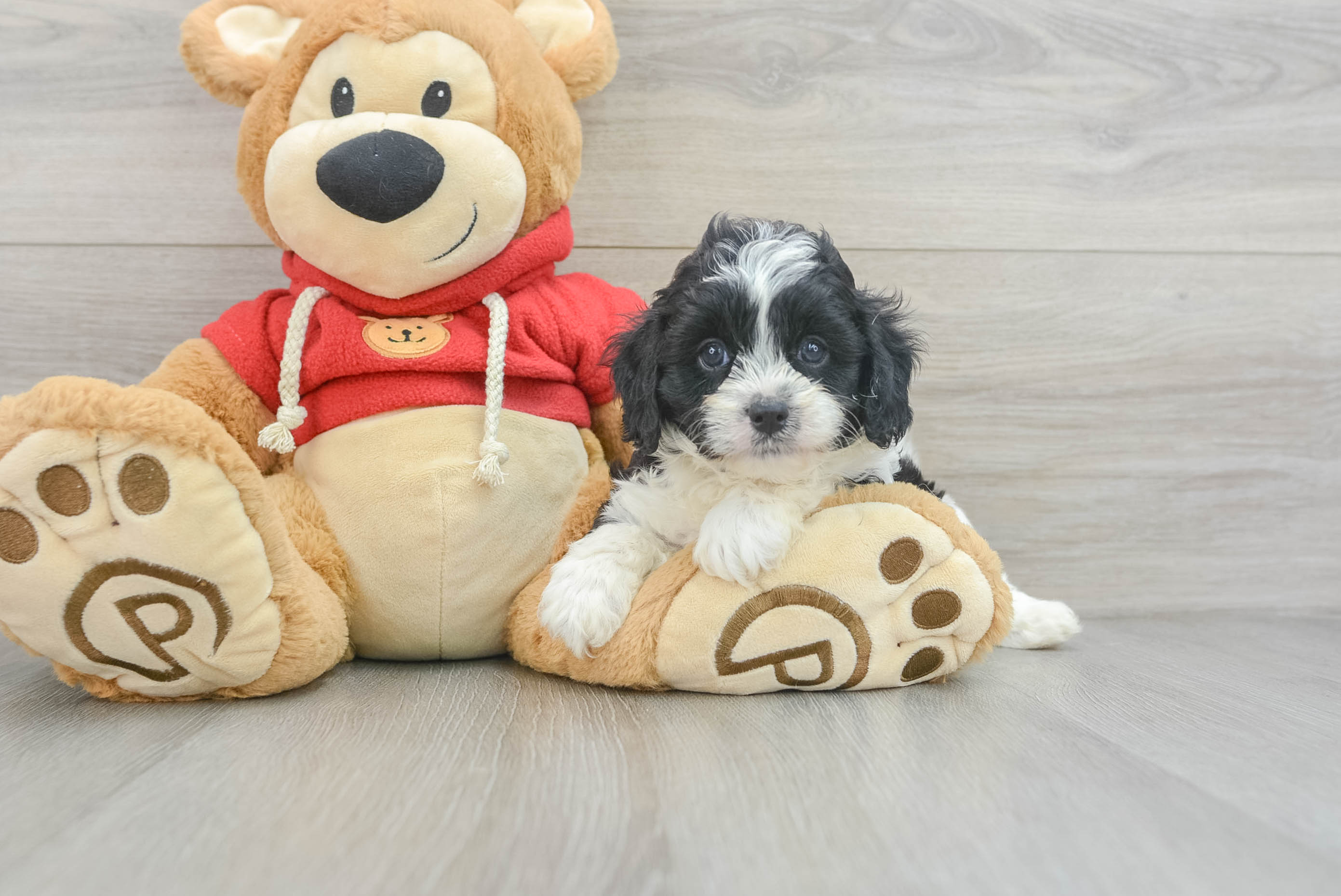Friendly Cavapoo Baby
