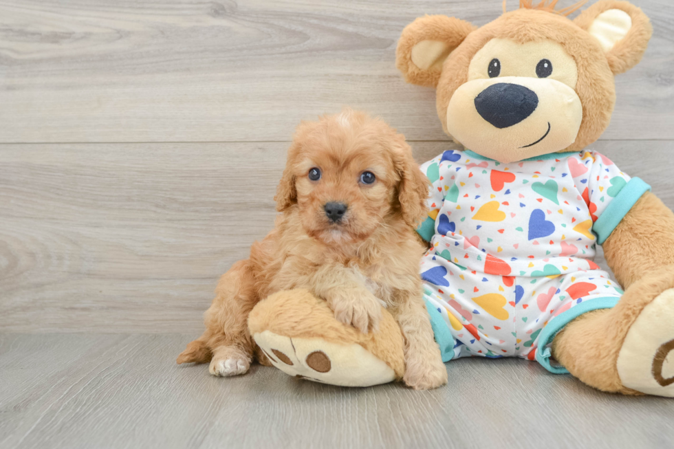 Cavapoo Puppy for Adoption