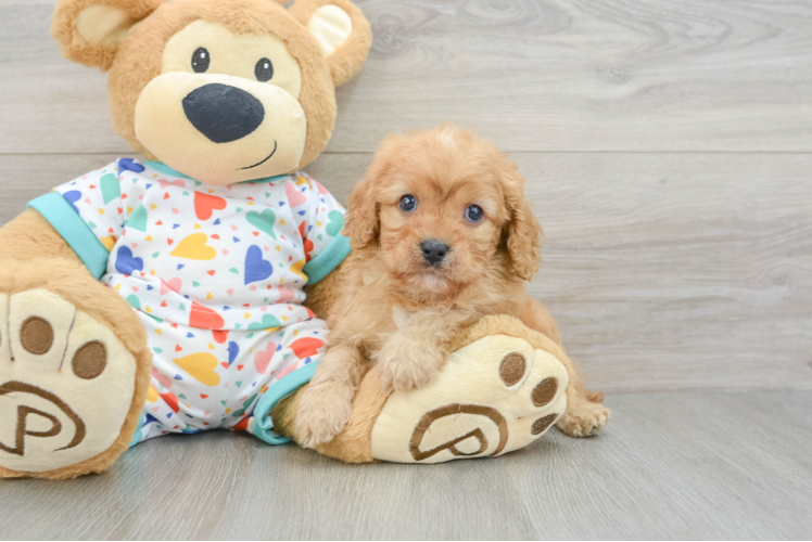 Best Cavapoo Baby