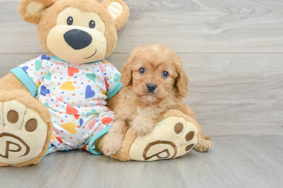 Best Cavapoo Baby