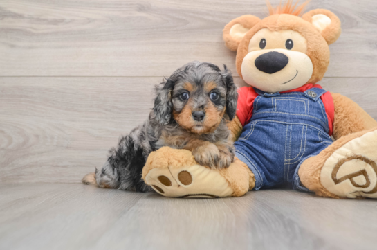 YOSHI, a Cavapoo littermate