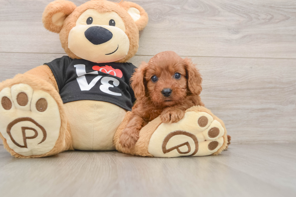 Cavapoo Puppy for Adoption