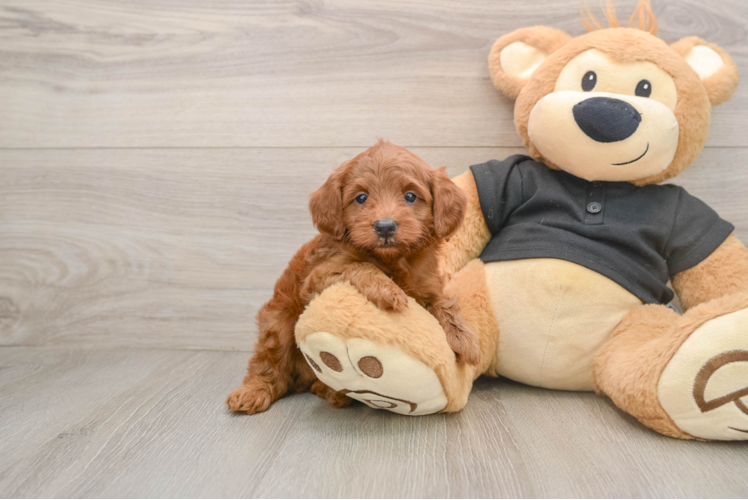 Fluffy Cavapoo Poodle Mix Pup