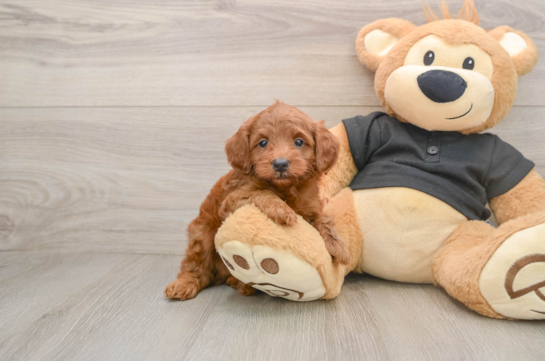 YOSHI, a Cavapoo littermate